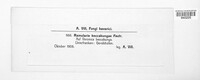 Ramularia beccabungae image